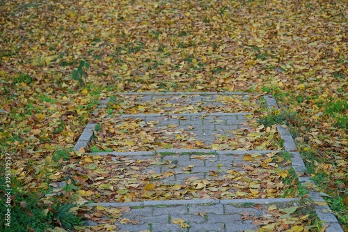 View of autumn leaves on ground in Sapanca, Turkey.