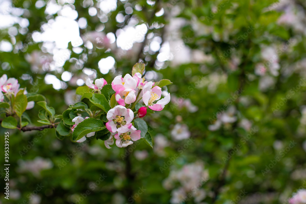 Spring time, flowers with delicate pink petals. Apple blossom in spring, background Spring time, flowers with delicate pink petals. Apple blossom in spring, background