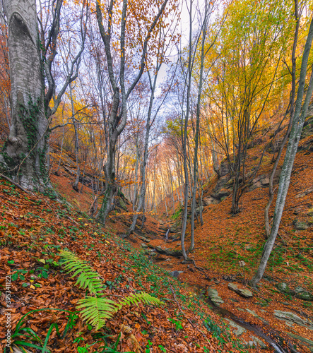 Forest landscape in autumn