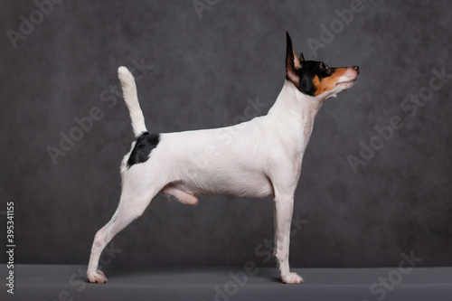 Fotografie American toy fox terrier stands on a gray background