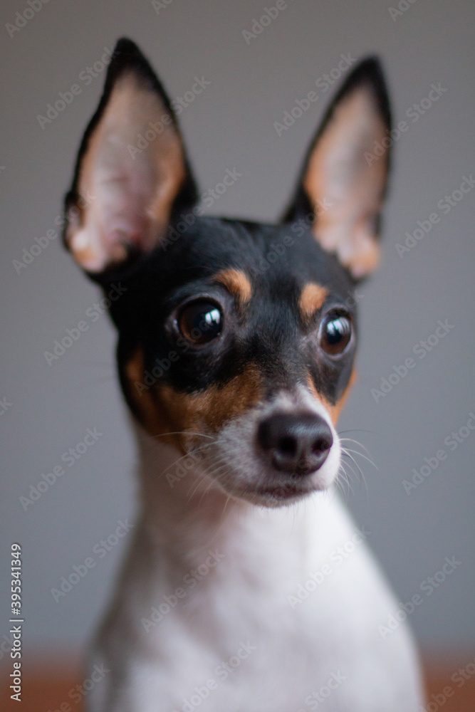 Baby toy cheap fox terrier