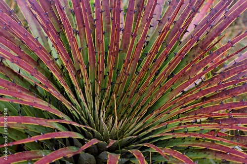 Large plant Puya clava herculis. Cajas National Park. Ecuador. South America.