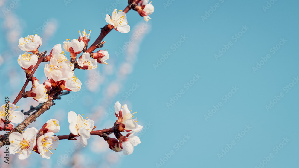 Blossoming branches apricots spring with copy space
