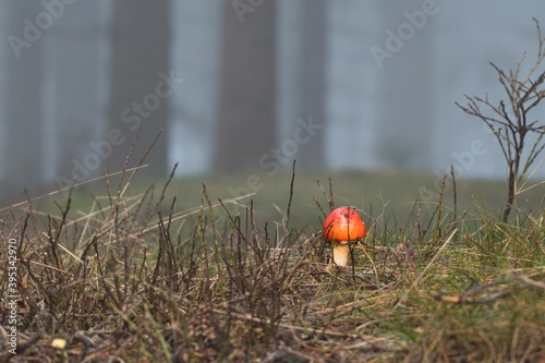 Red small mushroom in the misty autumn forest. photo