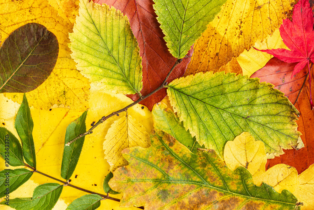 Fototapeta premium Montage of Autumn Fall Leaves in England