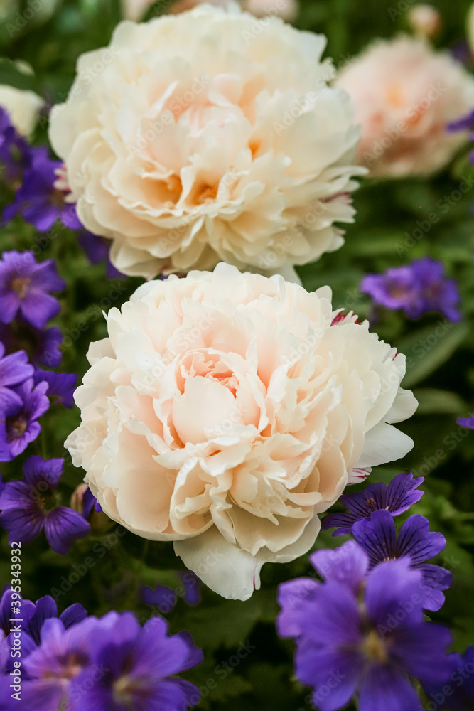pink lush peonies and small purple flowers close up pink lush peonies and small purple flowers close up