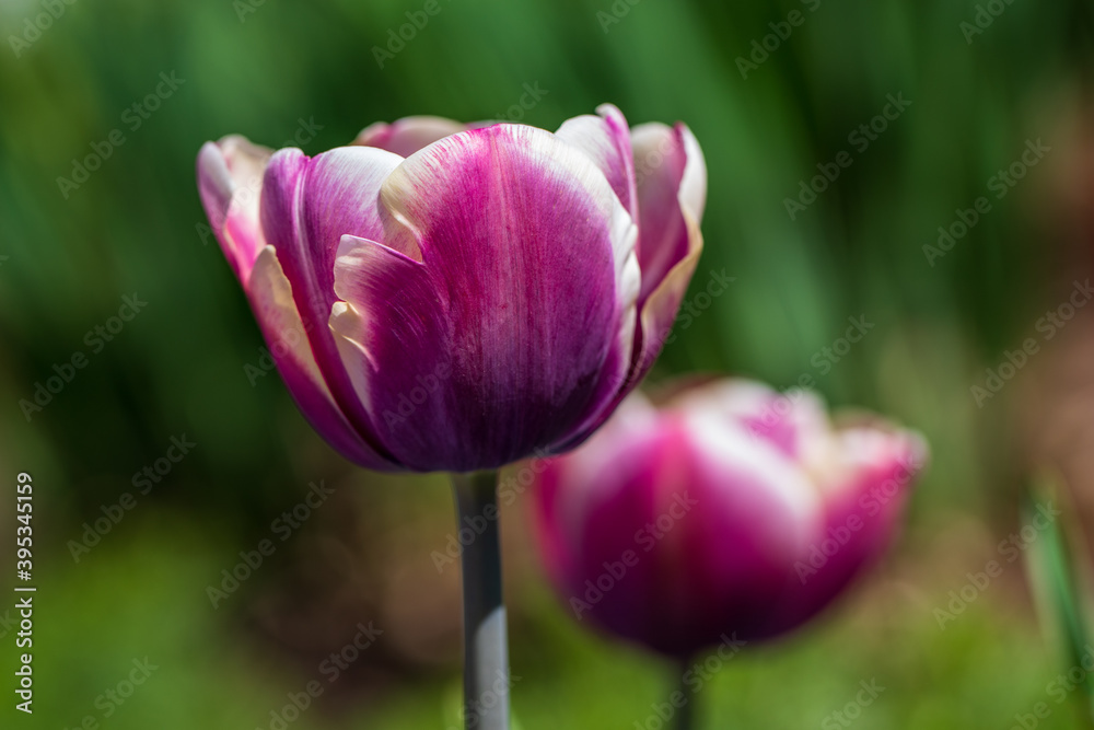 Portrait of pink-white tulip flower in the summer garden Portrait of pink-white tulip flower in the summer garden