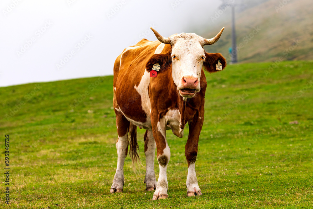 Rinder auf einer Alm in Saalfelden Leogang im Salzburger Land, Österreich.
