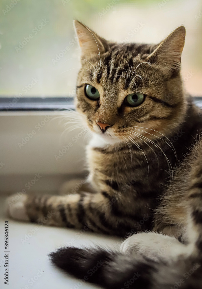 a beautiful gray tabby domestic cat is resting on the windowsill against the background of a light window