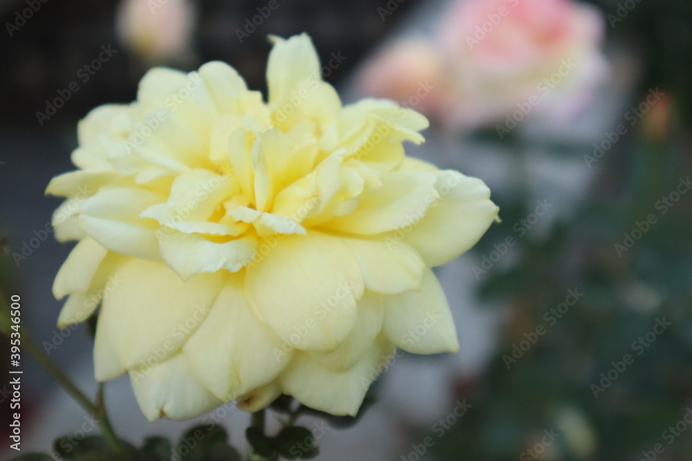 TWO FLOWERS BEATING EACH OTHER WITH THEIR BEAUTIES...... TWO FLOWERS BEATING EACH OTHER WITH THEIR BEAUTIES......