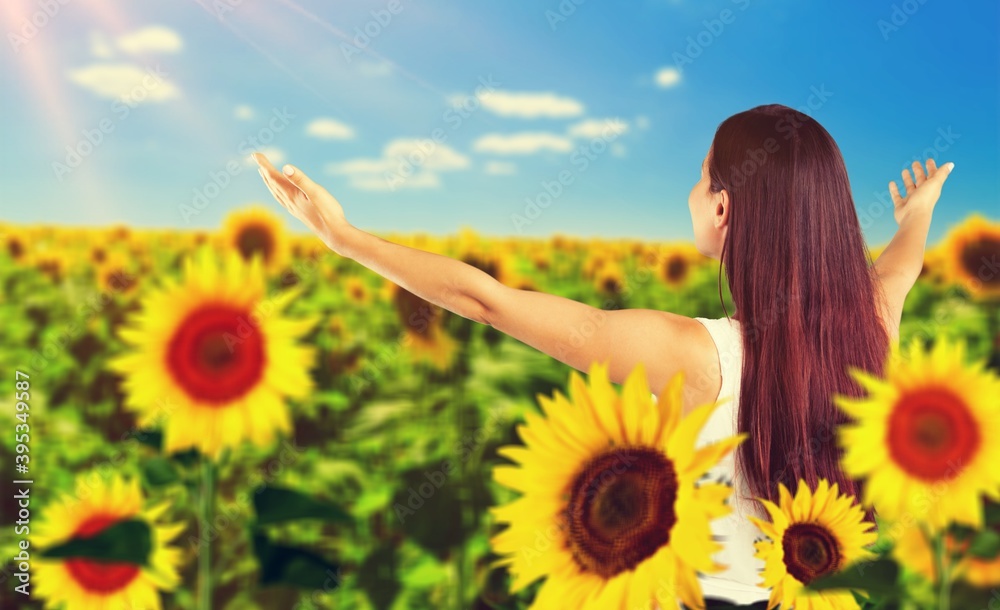 Sunflower. Sunflower.