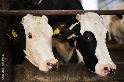 Cows in a farm. Dairy cows in a farm