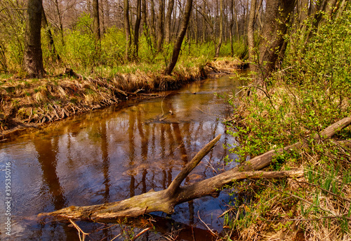 Przemsza River waters in a day in green forest. photo