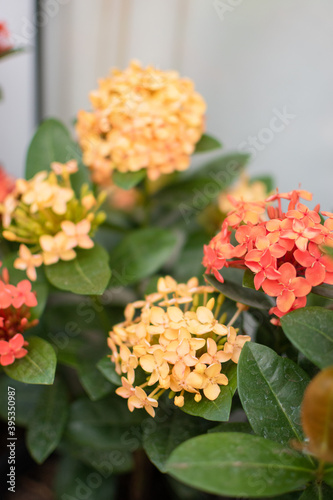 Orange flowers in the garden © Gino
