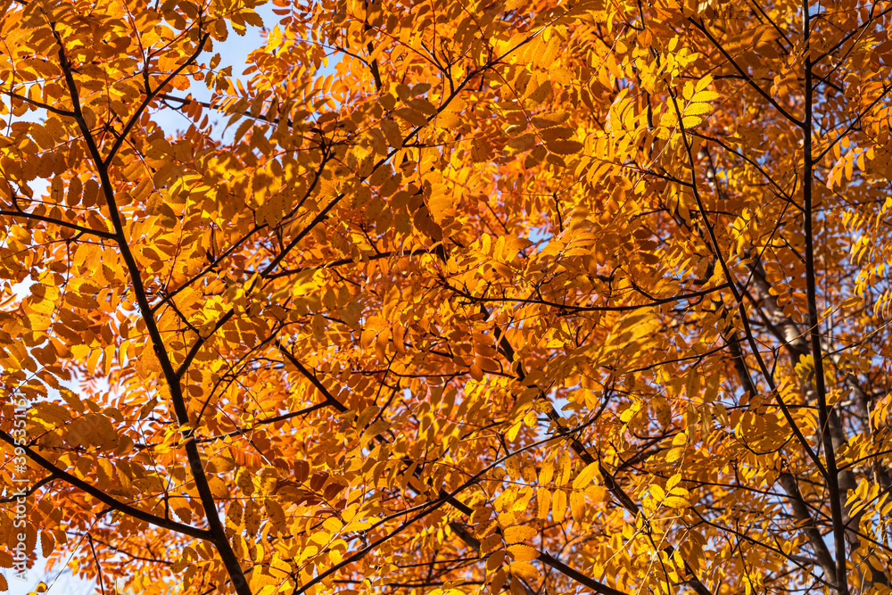Bright rowan bush without berries and with red and orange foliage on the blue sky background is in autumn Bright rowan bush without berries and with red and orange foliage on the blue sky background is in autumn