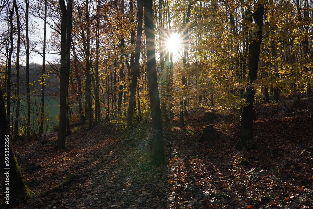 Obraz premium Herbstsonne im Wald 