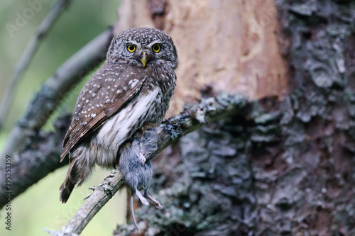 Schilderij op canvas Eurasian Pygmy Owl