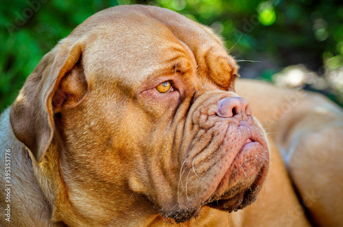 portrait of a  french mastiff dog de bordeaux photo