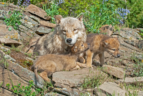Gray wolf with cubs