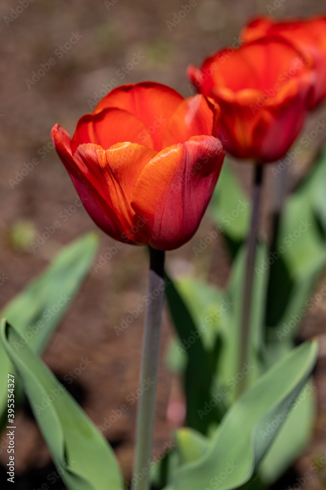 Portrait of red tulip flowers in the summer garden Portrait of red tulip flowers in the summer garden