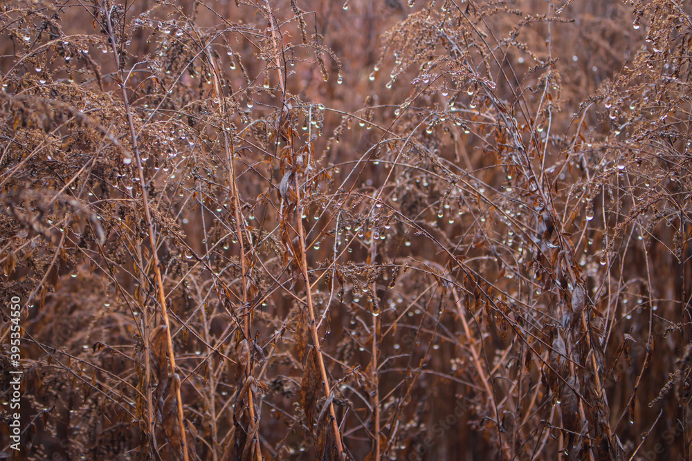 Fototapeta premium Dry grass with rain drops, close up. Autumn nature close up. Water drops on dry stems. Nature in details. Winter landscape. Rural beautiful scene in warm tone. Winter meadow. Dew on grass. 