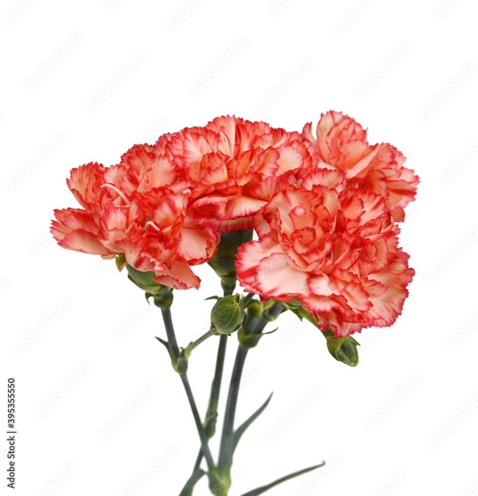 Stack Carnation flowers on white background Stack Carnation flowers on white background