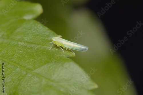 insect Empoasca vitis pidikřísek on a leaf