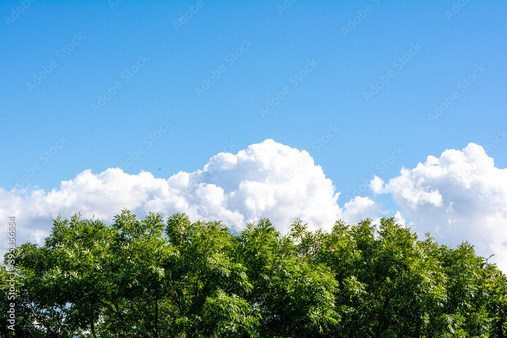 Top of green tree, beautiful blue sky, white clouds on horizon with copy space