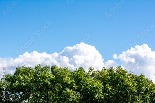 Top of green tree, beautiful blue sky, white clouds on horizon with copy space