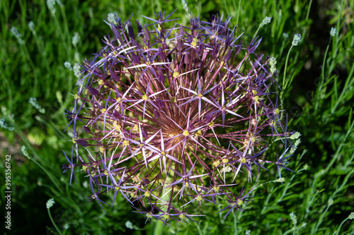 Allium iflower photo