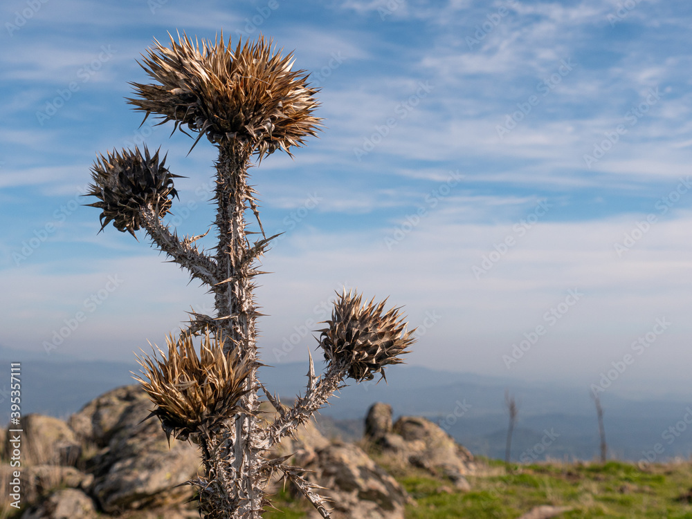 CLOSE-UP OF THISTLE ON TOP OF A HILL WITH CLOUDS AND SKY IN THE BACKGROUND