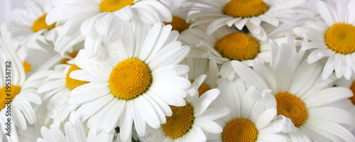 white garden daisies as a background  gentle summer image.