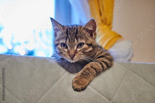 Small cute cat on the couch