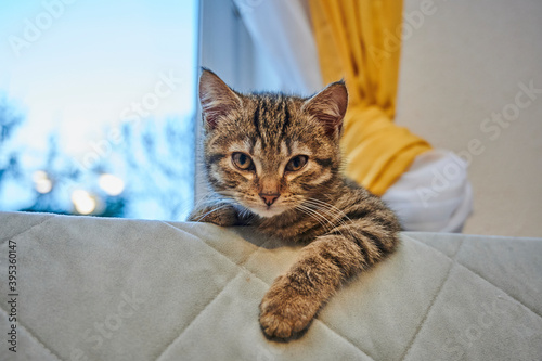 Small cute cat like a tigger lie on the couch photo