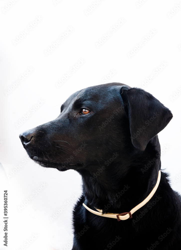 Close-up portrait of black Labrador Retriever dog
