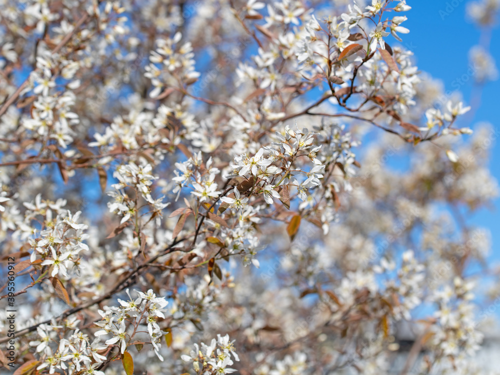 Blühende Felsenbirne, Amelanchier, im Frühling Blühende Felsenbirne, Amelanchier, im Frühling