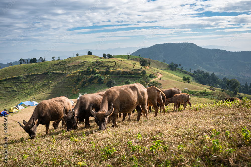 Herd of buffalo grazing on hill in rural farmland at Doi Mae Tho