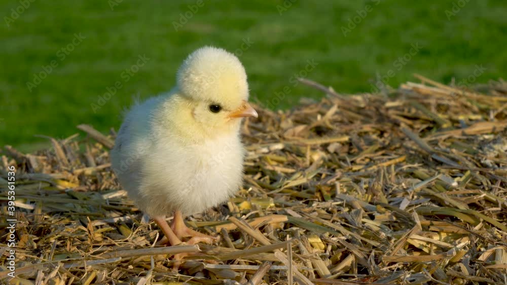 4K Video clip of one cute yellow chick, baby Poland Chicken, sitting on a hay bale outside in golden summer sunshine 4K Video clip of one cute yellow chick, baby Poland Chicken, sitting on a hay bale outside in golden summer sunshine