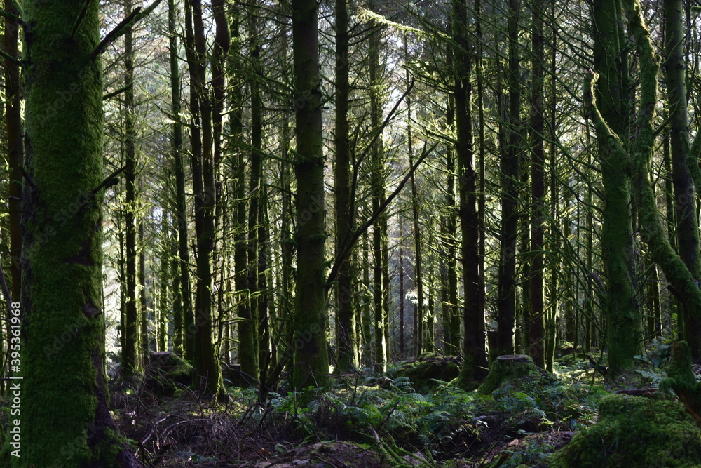 Obraz premium trees in the forest