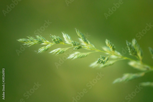 green grass background