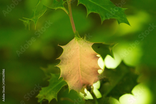 leaves and acorns