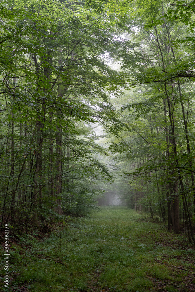 Fototapeta premium Grass Trail in Foggy Woods