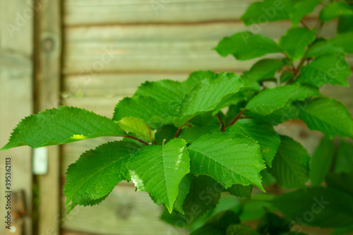 Leaves in the garden