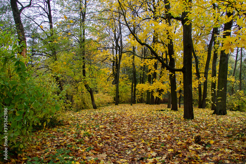 autumn landscape in the Park trees with yellow foliage