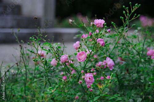 flowers in the garden