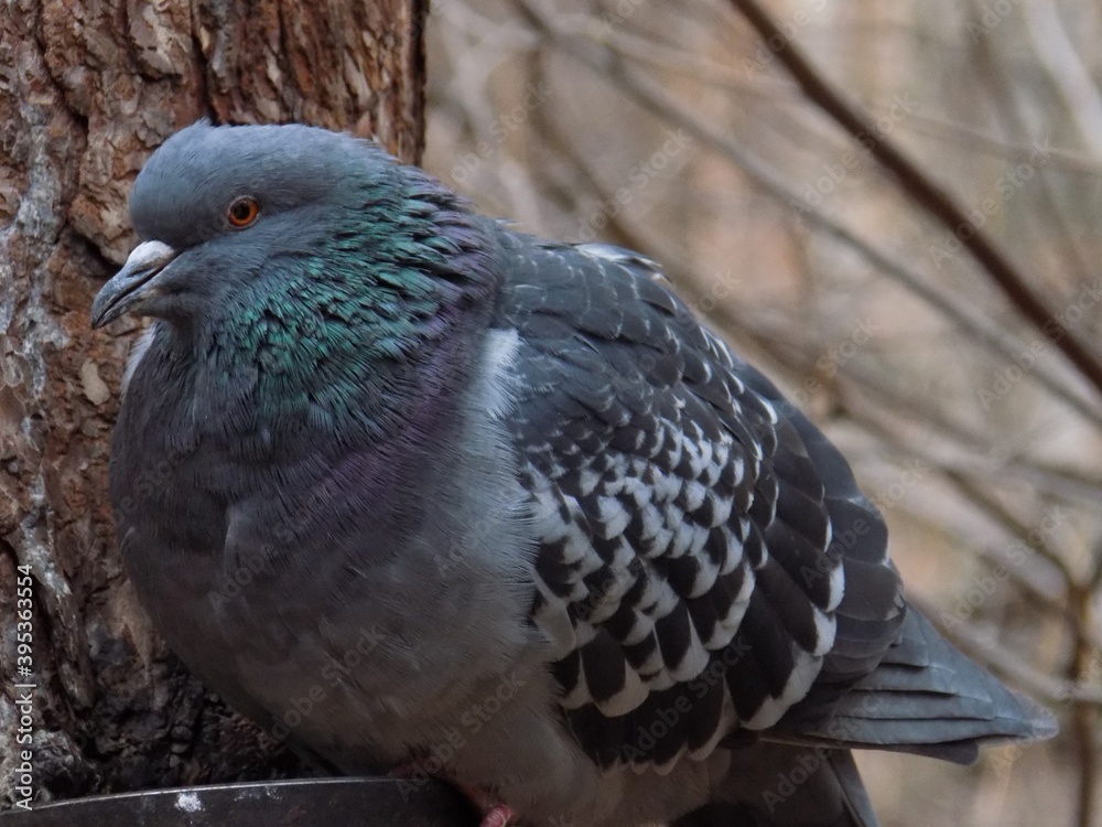 Obraz premium Лес и его обитатели