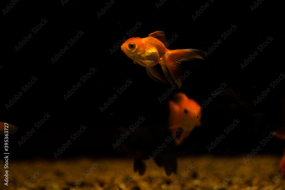 goldfish isolated on black background. Beautiful aquarium fish