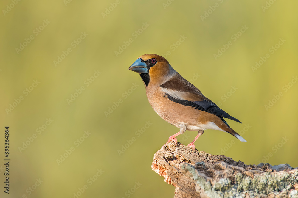 Fototapeta premium hawfinch bill perched on an oak log