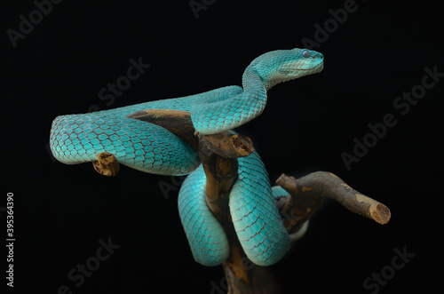 Snake Viper Blue Insularis