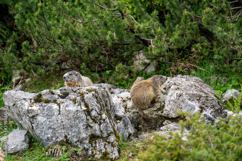 Groundhogs in their natural habitat